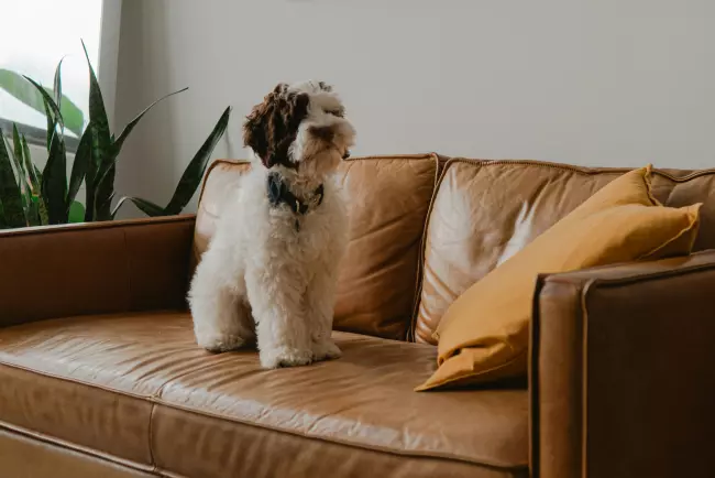 Koira istuu ruskealla sohvalla